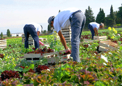 Agriculture. Comment continuer à recruter des travailleurs saisonniers ?