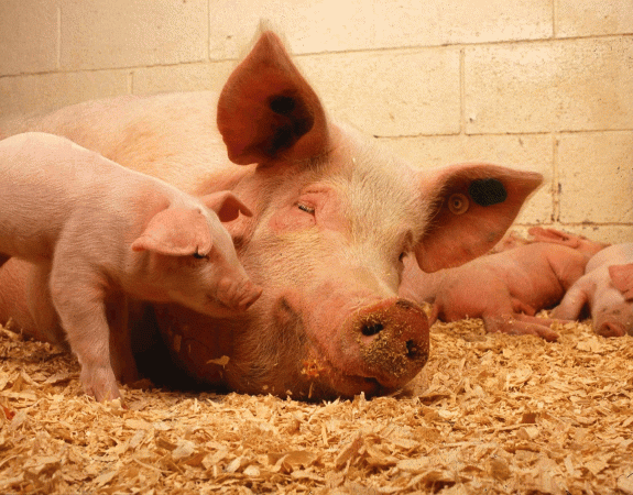 Agriculture. Le stage, point d’entrée dans la profession