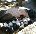 Agriculture. Une POEC finistérienne pour susciter des vocations d’agent d’élevage porcin