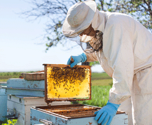 Apiculture. Décrocher son certificat de spécialisation à Auray