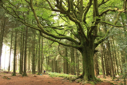 Bois. Un Fonds régional de plantation forestière pour doper la filière