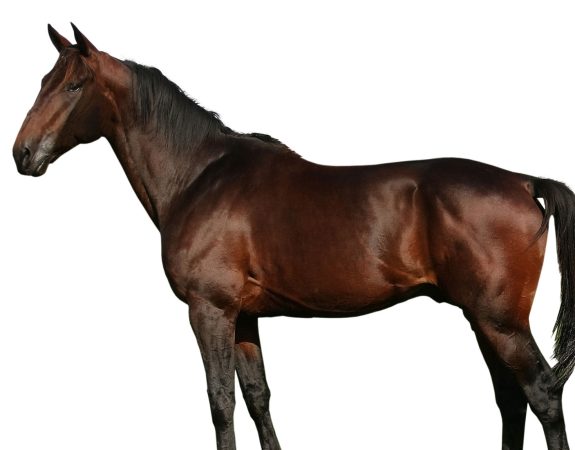 Le Haras national de Lamballe propose un bac pro CGEH « Etudier et monter son cheval » en septembre