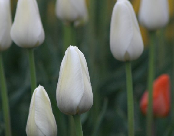 Fleuriste. 2 000 emplois perdus entre 2013 et 2016