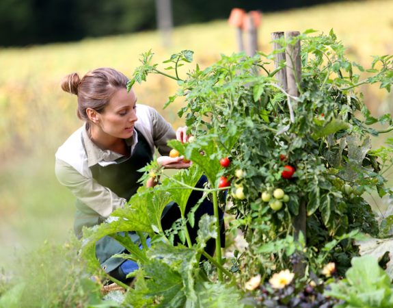 Maraîchage. L’UCPT recrute des serristes pour la saison des tomates