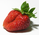 Maraîchage. Vers un plan de soutien pour les producteurs de fraise finistériens ?