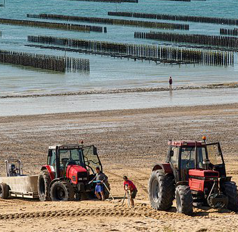 Ostréiculture. Les producteurs touchés de plein fouet par le Covid-19