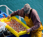 Pêche. Une filière presqu’à l’arrêt