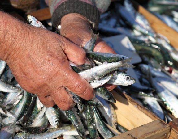 Un contrat d’objectifs pour répondre aux besoins du secteur de la pêche en Bretagne
