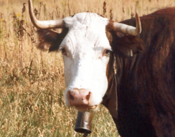 Vétérinaire rural. Crise des vocations